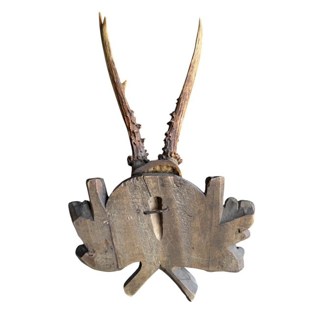 Roe Deer Trophy 221 Black Forest Antlers Mount For Sale In Aspen - Image 6 of 7