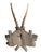Roe Deer Trophy 221 Black Forest Antlers Mount For Sale In Aspen - Image 6 of 7