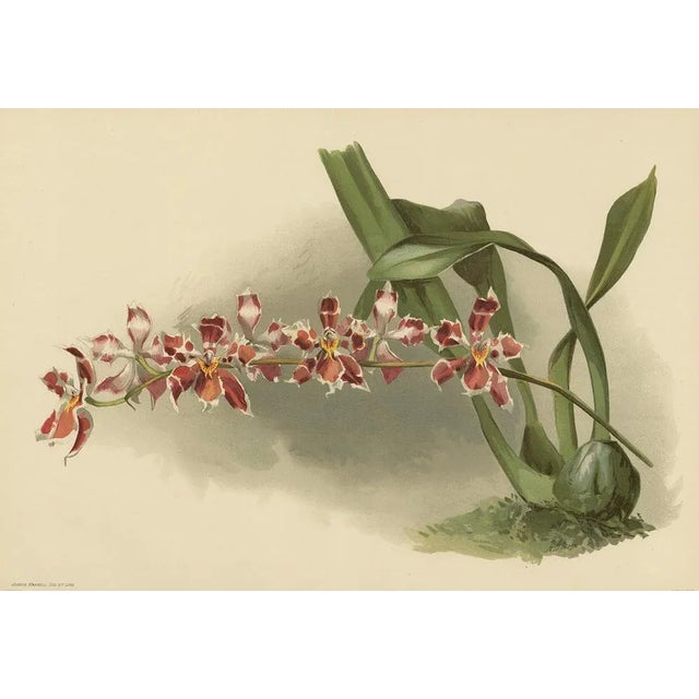 A striking and rare botanical print of Odontoglossum (Hybridum) Leroyanum, featuring a vibrant red and white orchid...