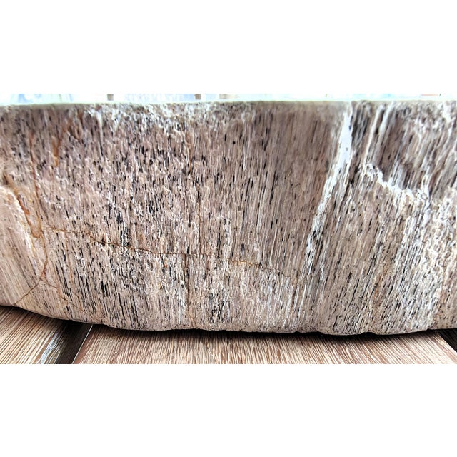 Brown Palecek Petrified Wood Slab For Sale - Image 8 of 11