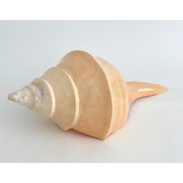 Shell Natural Large Polished Syrinx Shell For Sale - Image 7 of 8