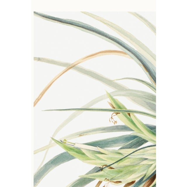 Wild Pineapple, Vintage Botanical Art Print Reproduction, 24" X 36" For Sale In Buffalo - Image 6 of 9