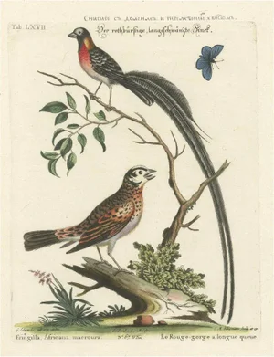 The Long-Tailed African Finch and Blue Butterfly, 1749, Paper