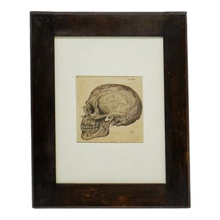 Anatomical Skull Ink Drawing, Circa 1844 Continental Initialed “D,” Framed For Sale