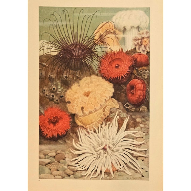 This is a set of 3 1945 prints depicting sea life. We recently purchased a collection of images of painted sea life images...