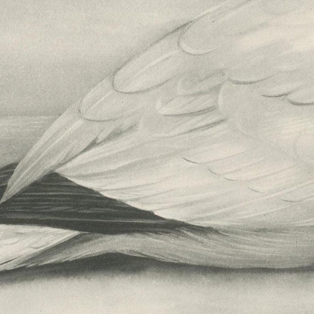 After Lilian Medland, Gannet, 1909, Print For Sale - Image 6 of 12