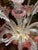 20th Century Mouth Blown Murano Chandelier, Italy For Sale - Image 17 of 18