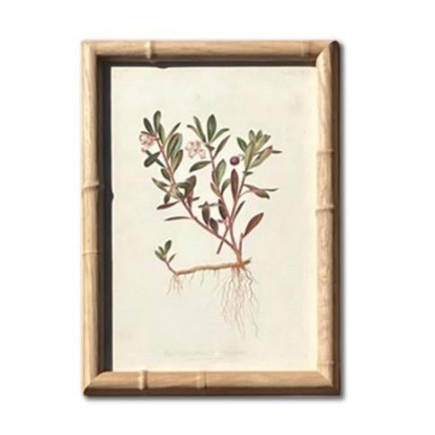 Antique Botanical Chromolithographs — “Wild Flowers of America”, Volume I, L. Prang & Co., Boston (C. 1877) Set of 13 For Sale - Image 11 of 17