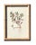 Antique Botanical Chromolithographs — “Wild Flowers of America”, Volume I, L. Prang & Co., Boston (C. 1877) Set of 13 For Sale - Image 11 of 17