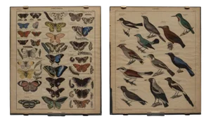 Vintage Poster with Butterflies and Snappers by C. Susemihl & Sohn for Okens Publishing House, 1960s, Set of 2