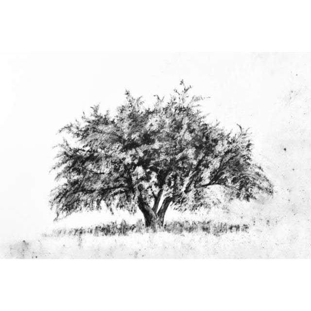 TimelessOriginal Charcoal Drawing Chairish