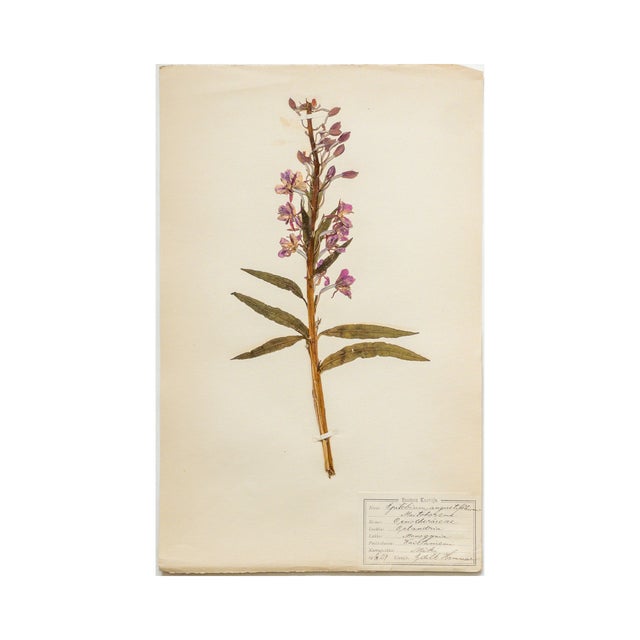 Stunning Antique Swedish Herbarium - Fireweed, circa 1909 - Supurb color and structure to this beautiful specimen.
