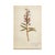 Stunning Antique Swedish Herbarium - Fireweed, circa 1909 - Supurb color and structure to this beautiful specimen.