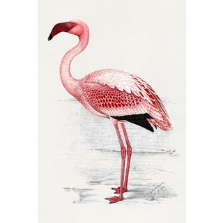 Lesser Flamingo by C. G. Finch-Davies, Vintage Reproduction Bird Art Print, 32" × 48" For Sale