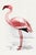 Lesser Flamingo by C. G. Finch-Davies, Vintage Reproduction Bird Art Print, 32" × 48" For Sale