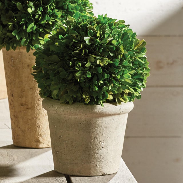 Kenneth Ludwig Chicago Boxwood 8" Ball In Pot For Sale - Image 4 of 4