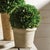 Kenneth Ludwig Chicago Boxwood 8" Ball In Pot For Sale - Image 4 of 4