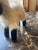 Vintage Ram Sheep Stuffed Animal For Sale - Image 4 of 5