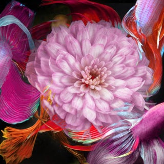 "Kaleidoscope 14" Contemporary Botanical and Aquatic Color Photograph For Sale