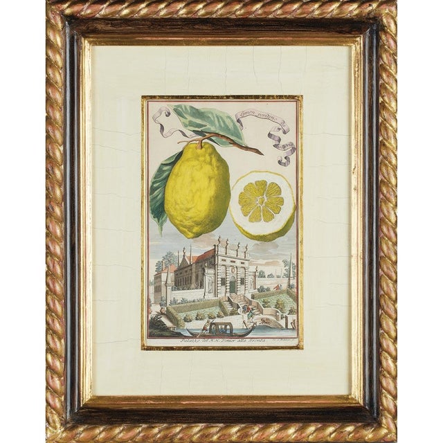 Johann Christoph Volckamer, Nürnbergische Hesperides, 1800s, Engraving & Paper, Set of 4 For Sale - Image 5 of 7