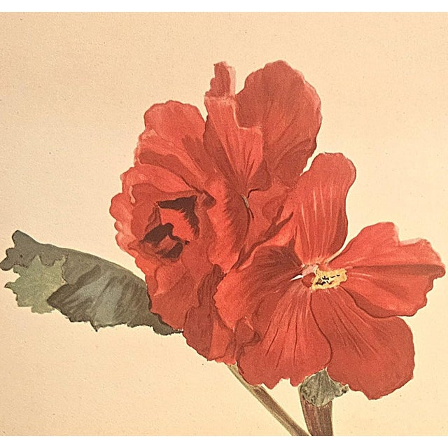 1940 Set of 2 French Mid-Century Arlette Davids Botanicals-Scarlet Mallow (Hibiscus) For Sale - Image 4 of 7