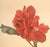 1940 Set of 2 French Mid-Century Arlette Davids Botanicals-Scarlet Mallow (Hibiscus) For Sale - Image 4 of 7