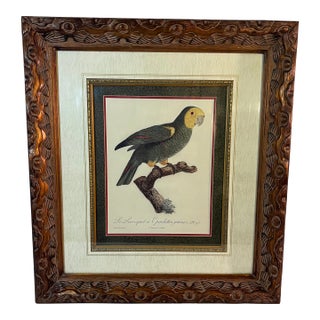 Vintage Framed Parrot Print by Ornithological Artist Jacque Barraband L’Amazone Tete Jaune - Pl. 86 For Sale