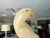Pair Italian Alabaster Parrot Bird Sculptures - Mid Century For Sale - Image 10 of 18