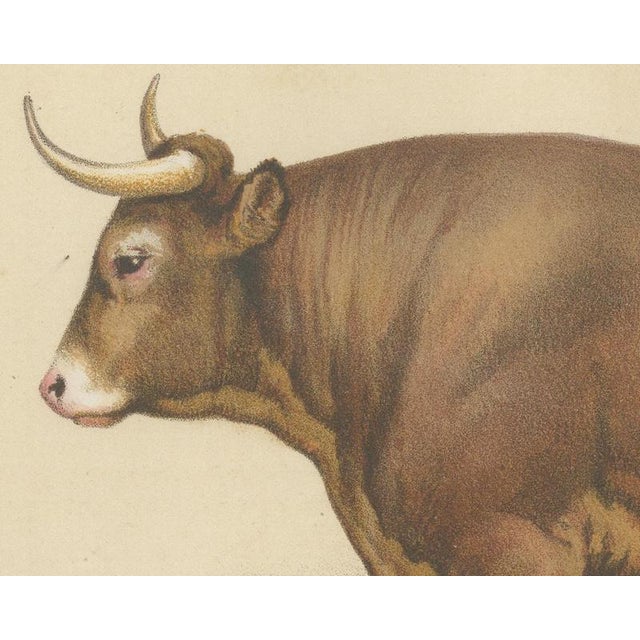 Borie, Limousin Ox, French Cattle Breed, 1863, Chromolithograph For Sale - Image 4 of 9