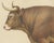 Borie, Limousin Ox, French Cattle Breed, 1863, Chromolithograph For Sale - Image 4 of 9