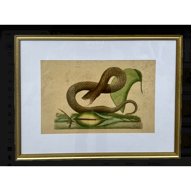 18th Century Framed Engravings by Mark Catesby, Set of Nine Natural History Art For Sale - Image 15 of 17