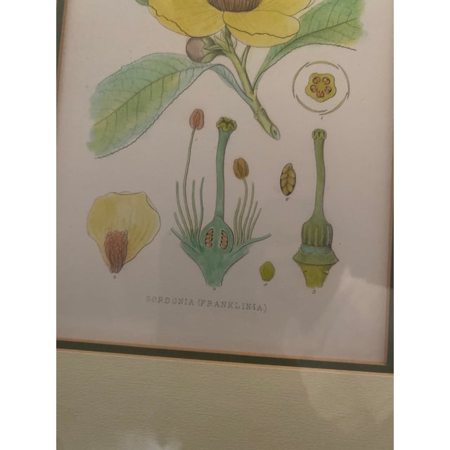 19th Century Mid-Century Framed Mark Catesby "Gordonia Loblolly Bay" Botanical Print, Coffey & Thompson For Sale - Image 5 of 12