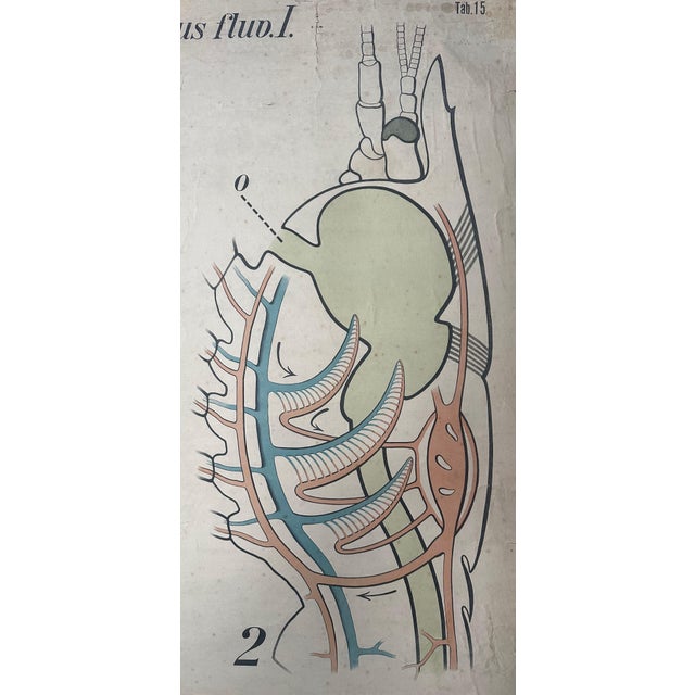 Vintage Periodic Table of the Elements School Chart in Linen by Paul Pfurtscheller, 1920s For Sale - Image 6 of 14