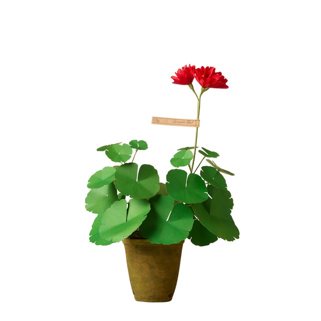 Traditional The Green Vase Mini Geranium Plant in Red For Sale - Image 3 of 3