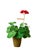 Traditional The Green Vase Mini Geranium Plant in Red For Sale - Image 3 of 3