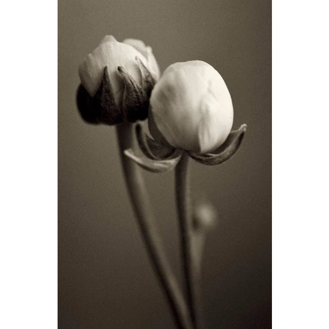 Edition of 12. All items are shipped as a print only and come unframed. Jo crowther was born in york in 1963, and a...