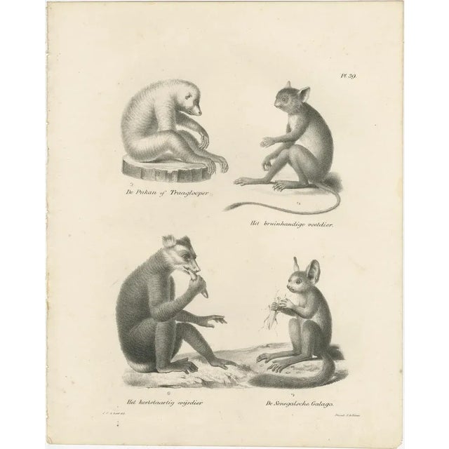This combined image depicts two lithographs of various small primates, drawn by Carel Christiaan Antony Last for Heinrich...