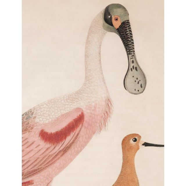 Antique Reproduction Pink Bird Coastal Print (Early 1800s) - 24" X 30" For Sale In Los Angeles - Image 6 of 6