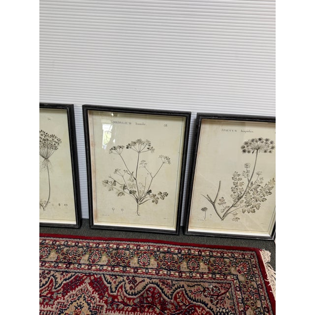 Illustration Napa Home & Garden Wildflower Study Art Prints, Set of Six For Sale - Image 3 of 12