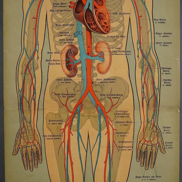 Human Lymphatic and Blood Vessels Anatomical Wall Chart For Sale - Image 3 of 6