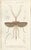 Illustrations of a Grasshopper and Other Insects, 1861, Prints, Set of 7 For Sale - Image 3 of 9