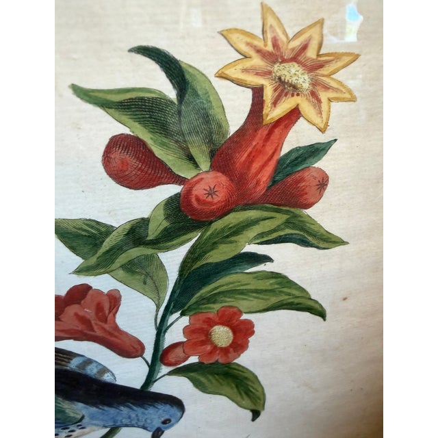 Pair Antique Original George Edwards Bird Prints, Framed For Sale In Los Angeles - Image 6 of 15
