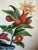 Pair Antique Original George Edwards Bird Prints, Framed For Sale In Los Angeles - Image 6 of 15