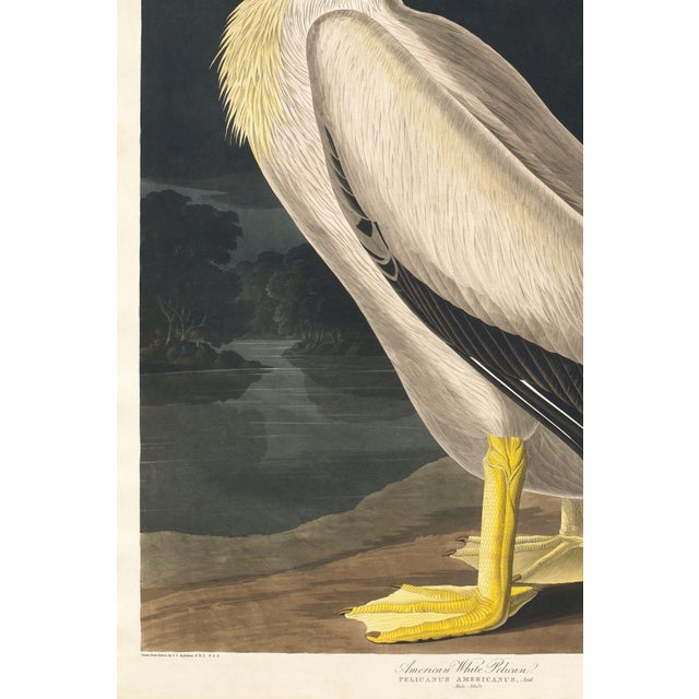 Paint American White Pelican (Audubon), Vintage Art Print Reproduction, 20″ × 30″ For Sale - Image 7 of 9