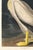 Paint American White Pelican (Audubon), Vintage Art Print Reproduction, 20″ × 30″ For Sale - Image 7 of 9