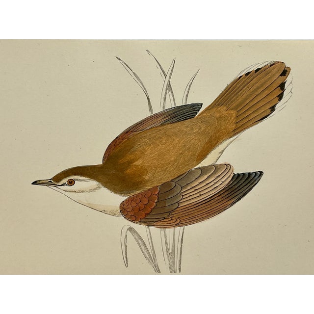 Illustration Antique Hand Colored Bird Print From England Showcasing a Rufous Sedge Warbler - Circa 1888 For Sale - Image 3 of 10