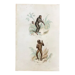 French Antique 18th Century "Le Jocko" Monkey Animal Engraving Hand Colored Signed Artwork