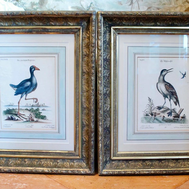 Illustration Pair of George Edwards Bird Engravings, in Fine Antique Gilt Frames For Sale - Image 3 of 13