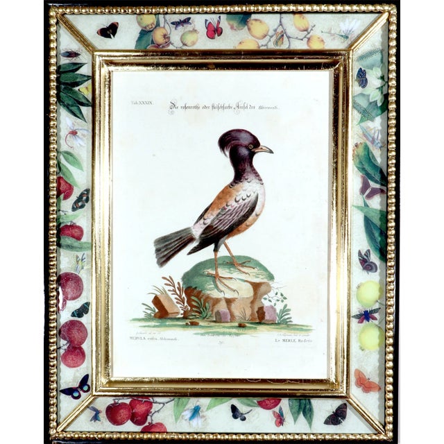 Johann Seligmann Bird Print of Le Merle Rofette, Tab Xxxix, After George Edwards For Sale In Philadelphia - Image 6 of 6