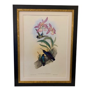 1990s Framed Print, Violet Sabrewing Hummingbird (Plate 45- Hill House Edition) Reproduction Print After John Gould For Sale